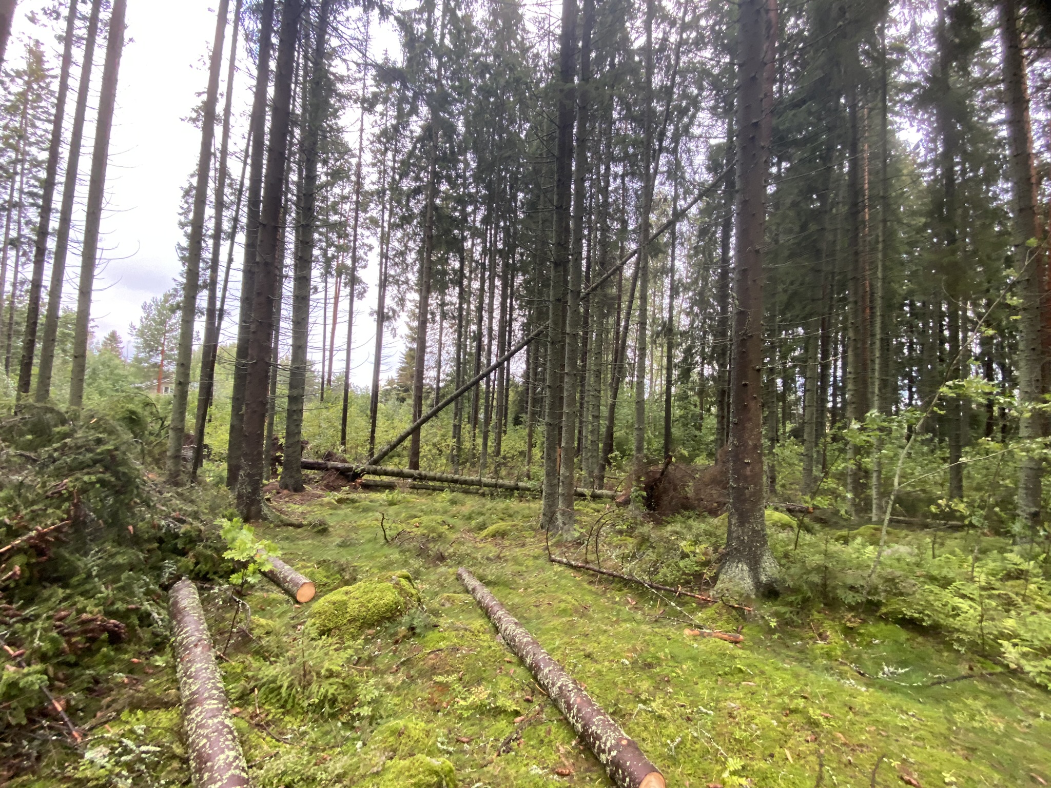 Kaadetut puut metsässä.