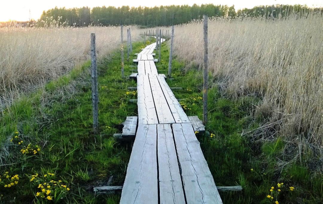 Kouluikäiset