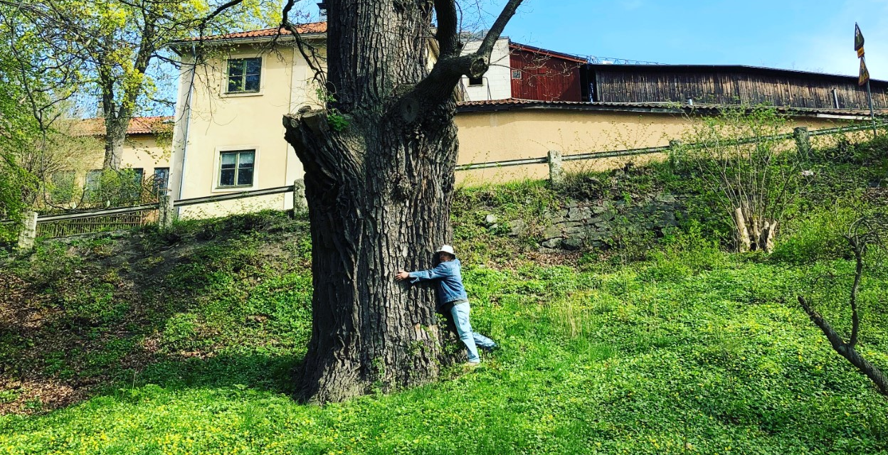 Suuri puu, mies halaa puun.