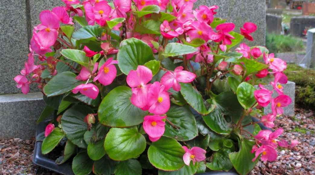 Begonia haudalla.