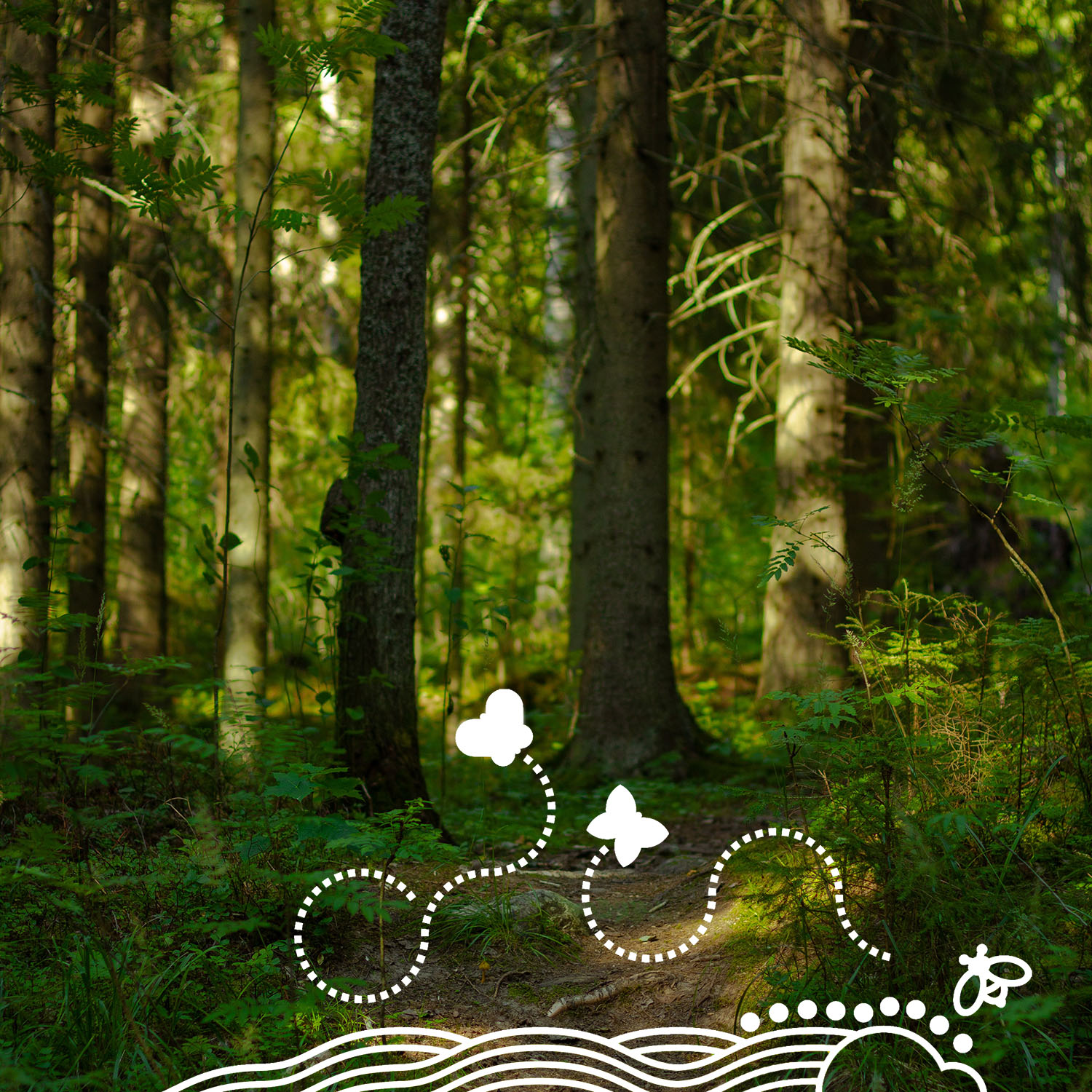 Metsä. 