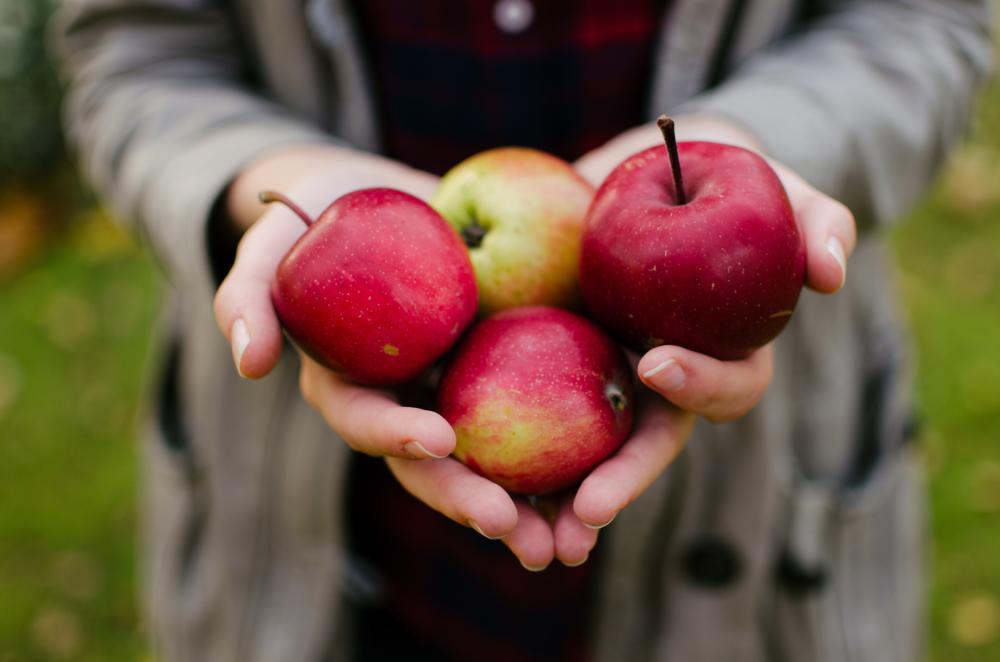 Kuva ihmisestä, joka pitää käsissään neljää punaista omenaa