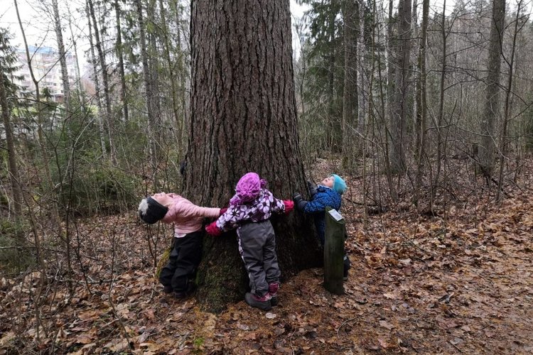 Lapset halaamassa puuta.